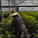 Image for article titled San Francisco Wants to Use Algorithms to Clear Thousands of Marijuana Convictions From the Record